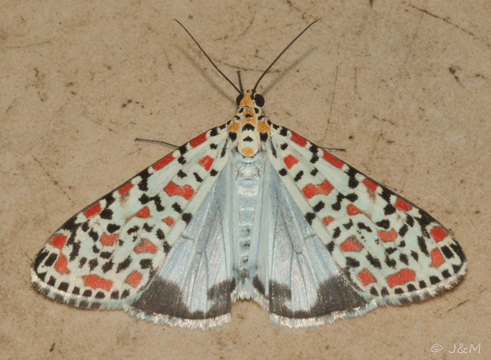 Utetheisa