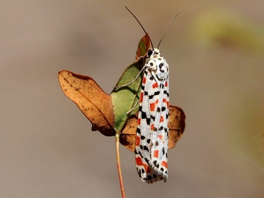 Utetheisa