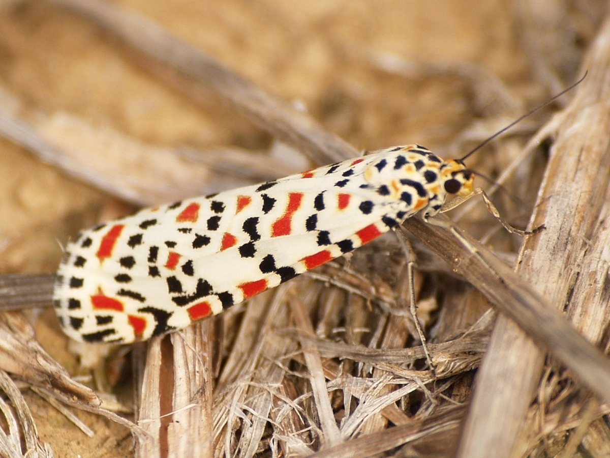 Utetheisa