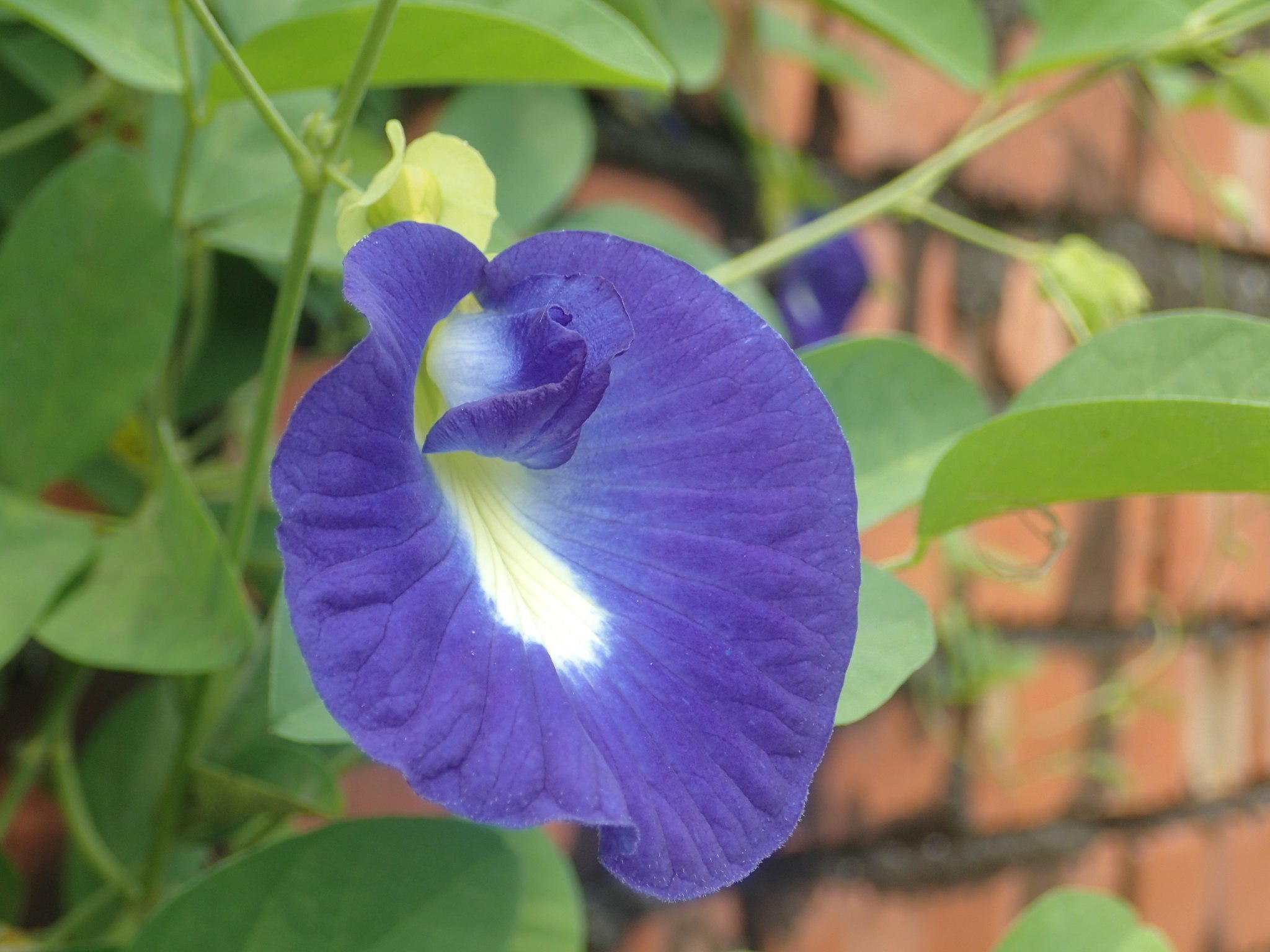 Clitoria ternatea