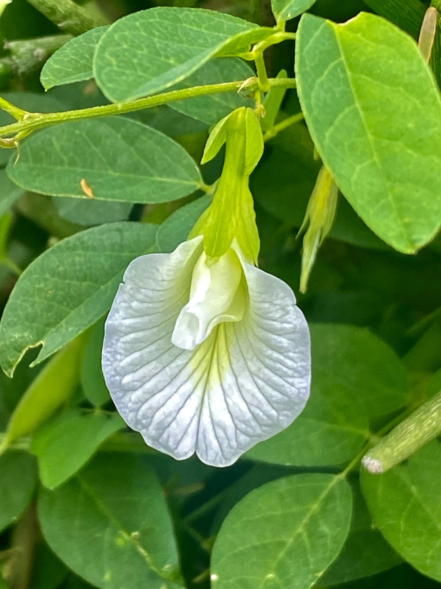 Clitoria ternatea