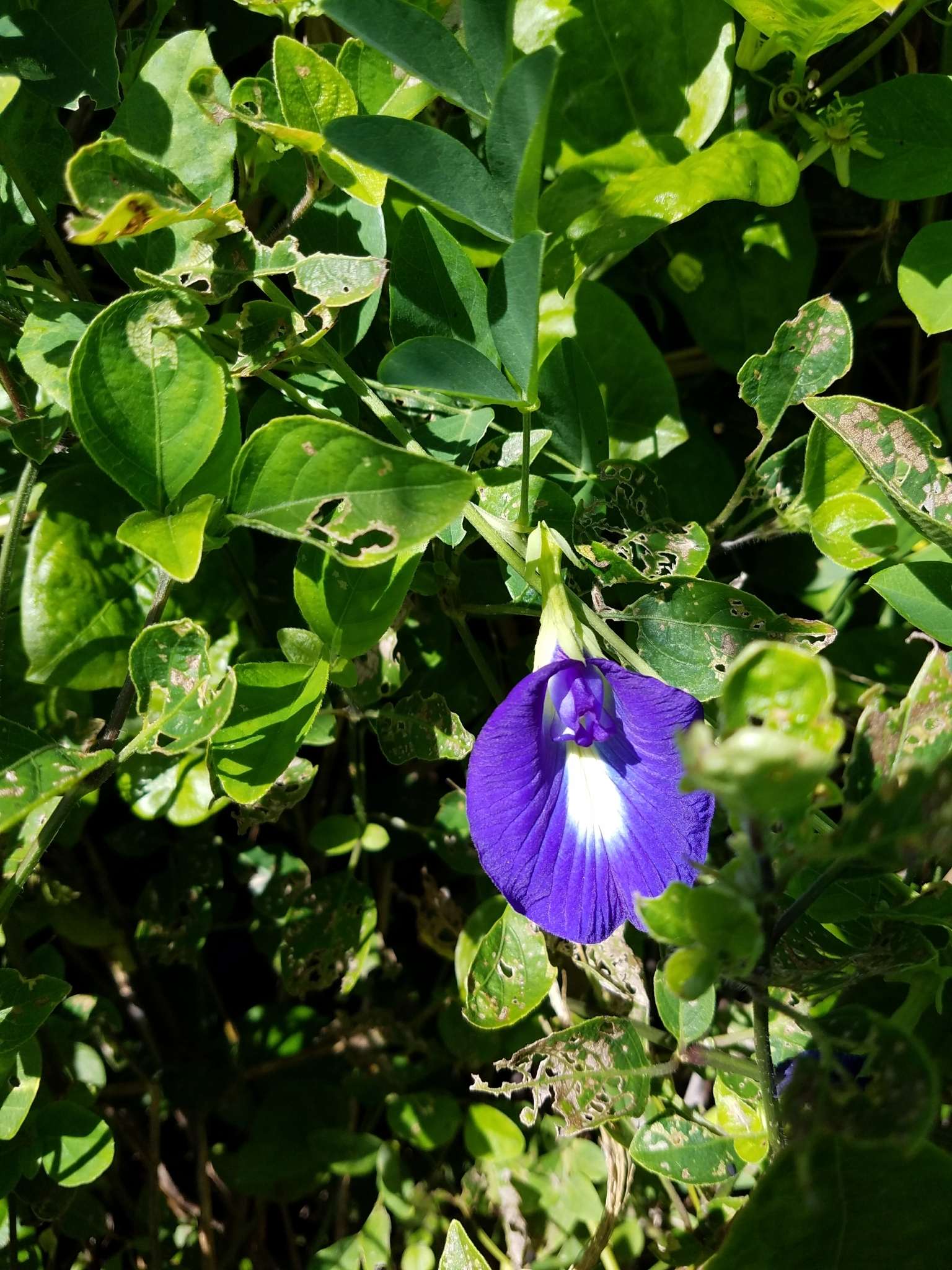 Clitoria ternatea