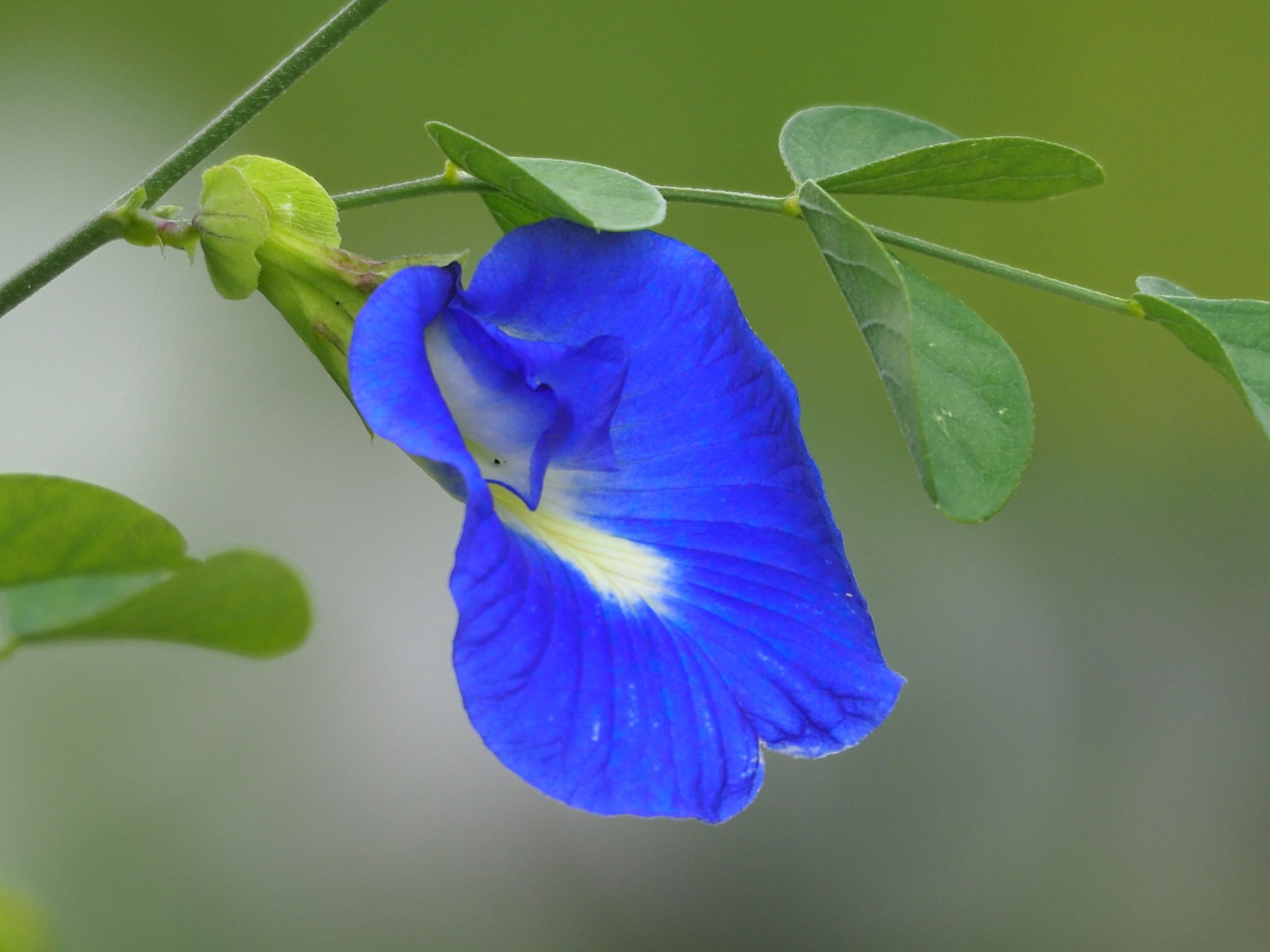 Clitoria ternatea