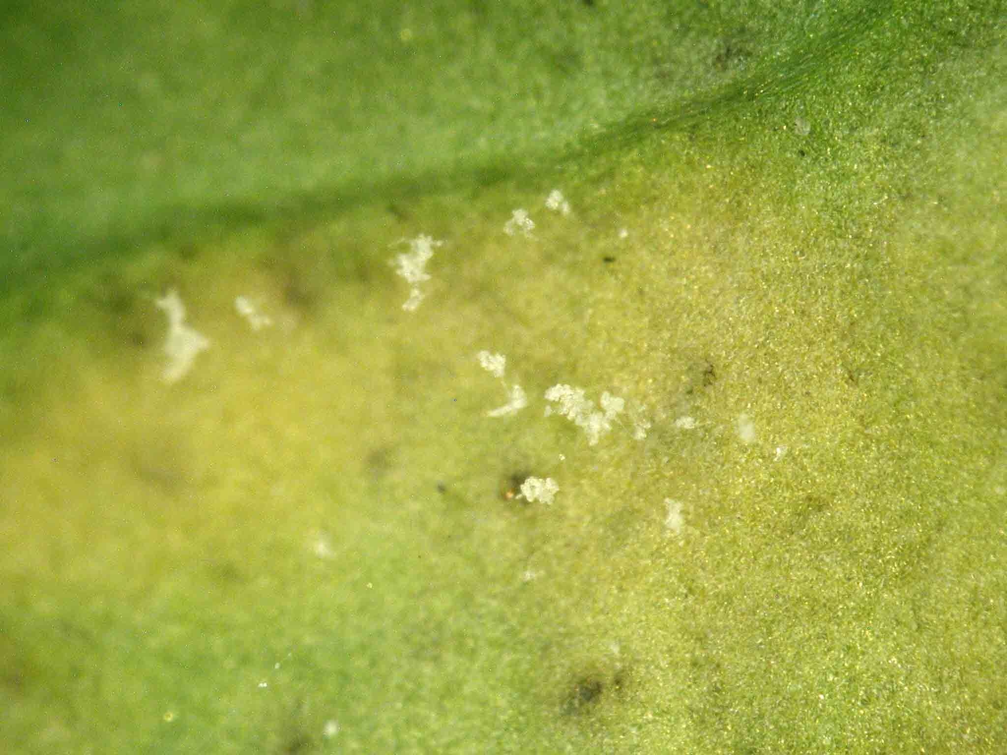 Hyaloperonospora brassicae