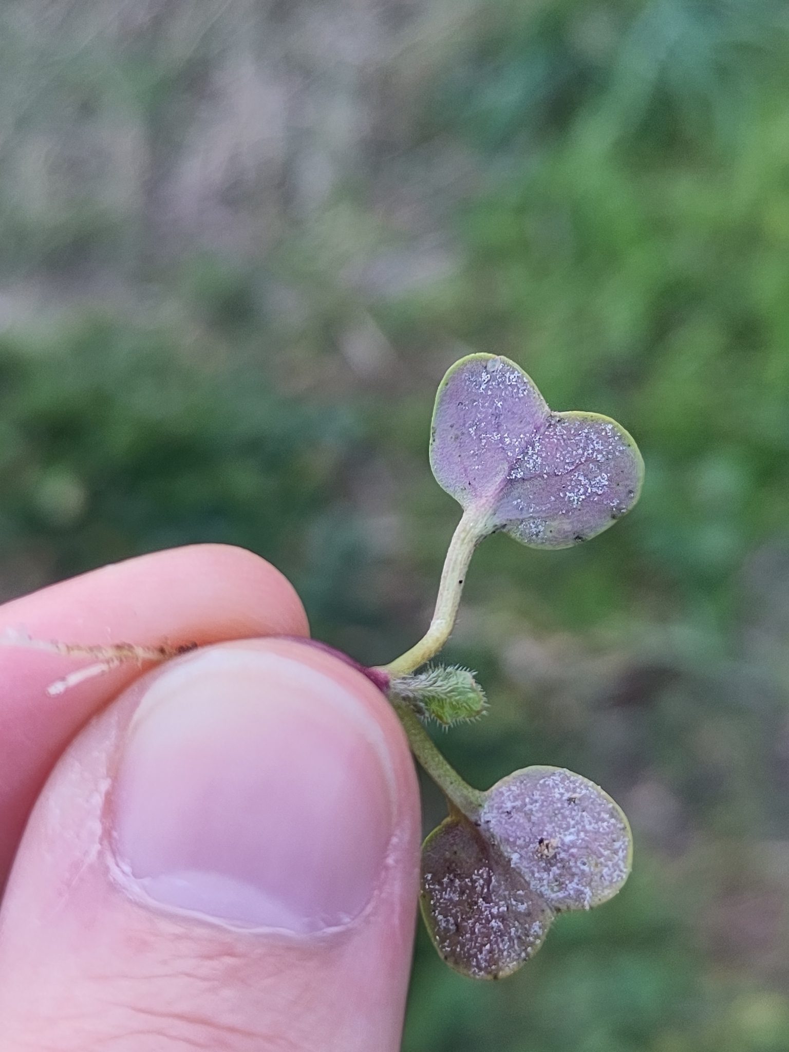Hyaloperonospora brassicae