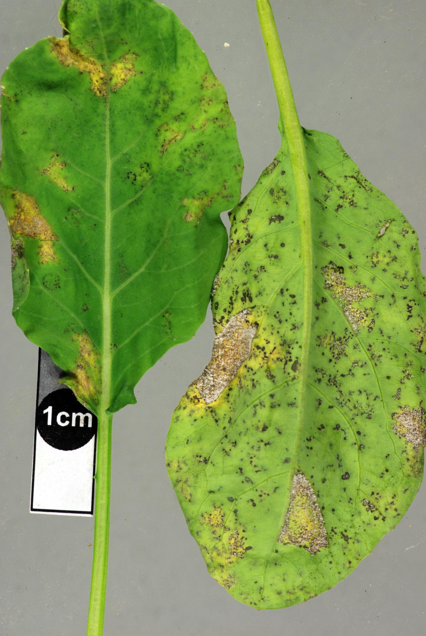 Hyaloperonospora brassicae