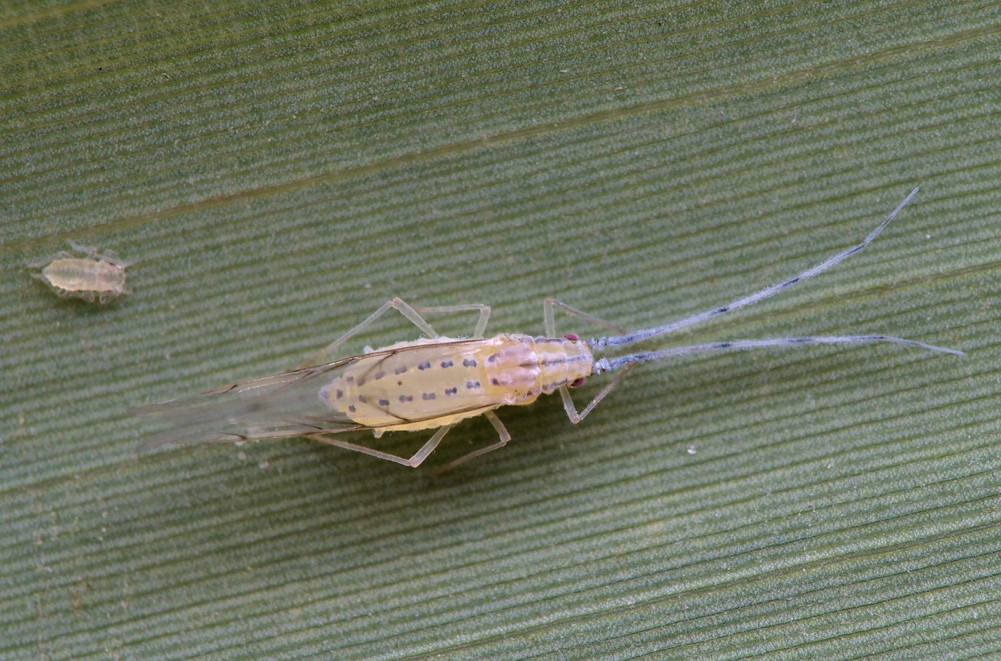 Takecallis arundinariae