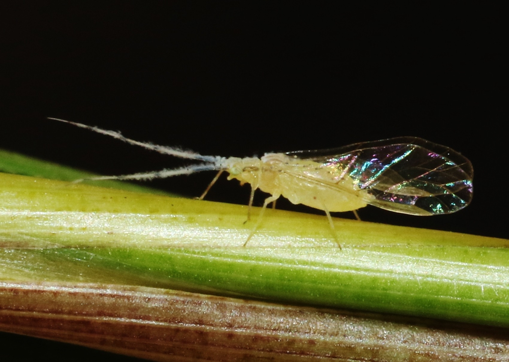 Takecallis arundinariae