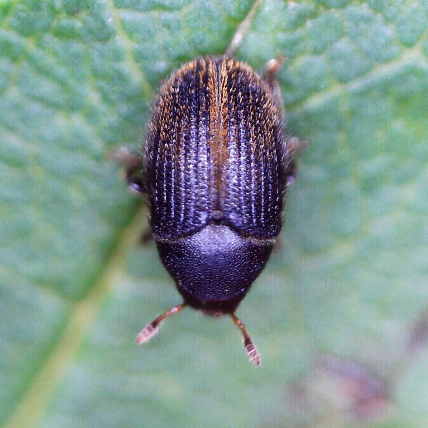 Hylesinus toranio