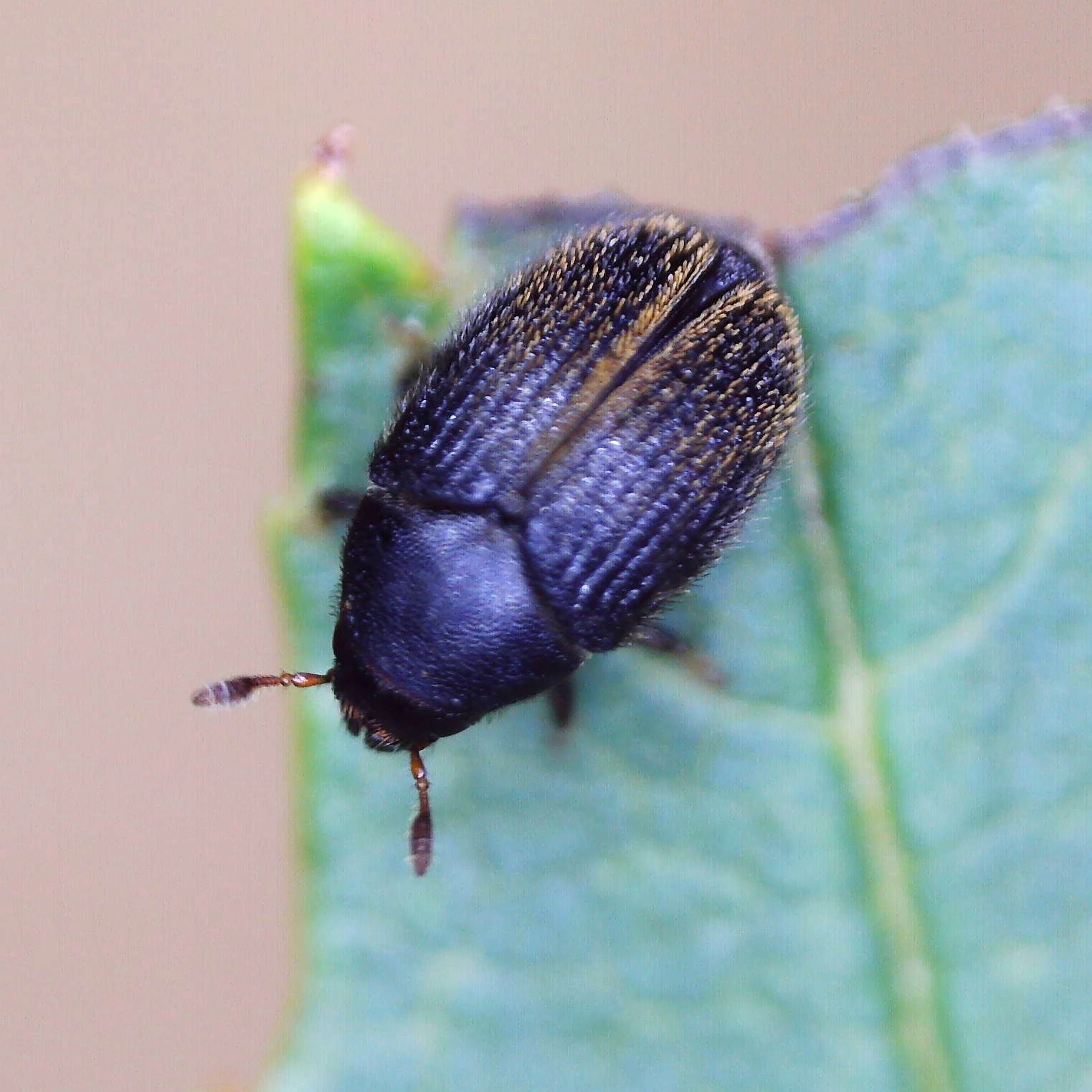 Hylesinus toranio