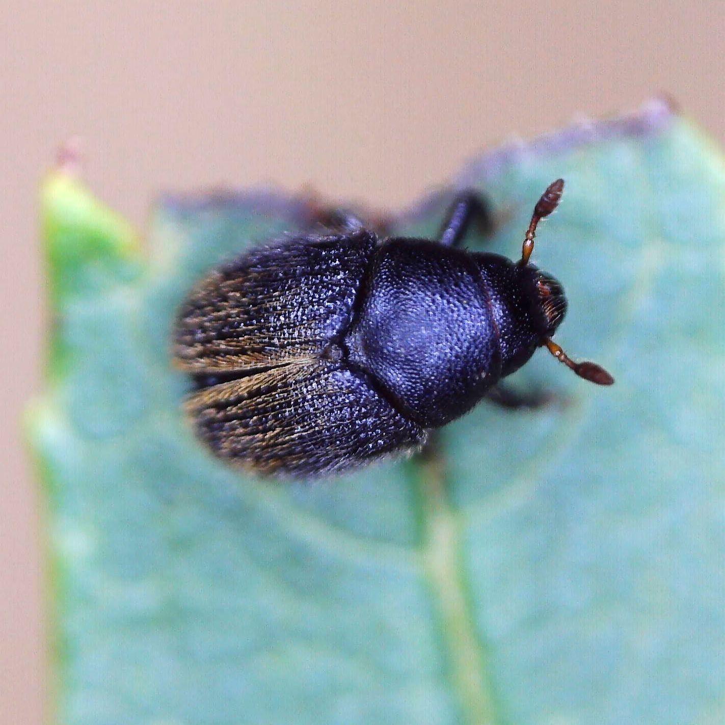 Hylesinus toranio