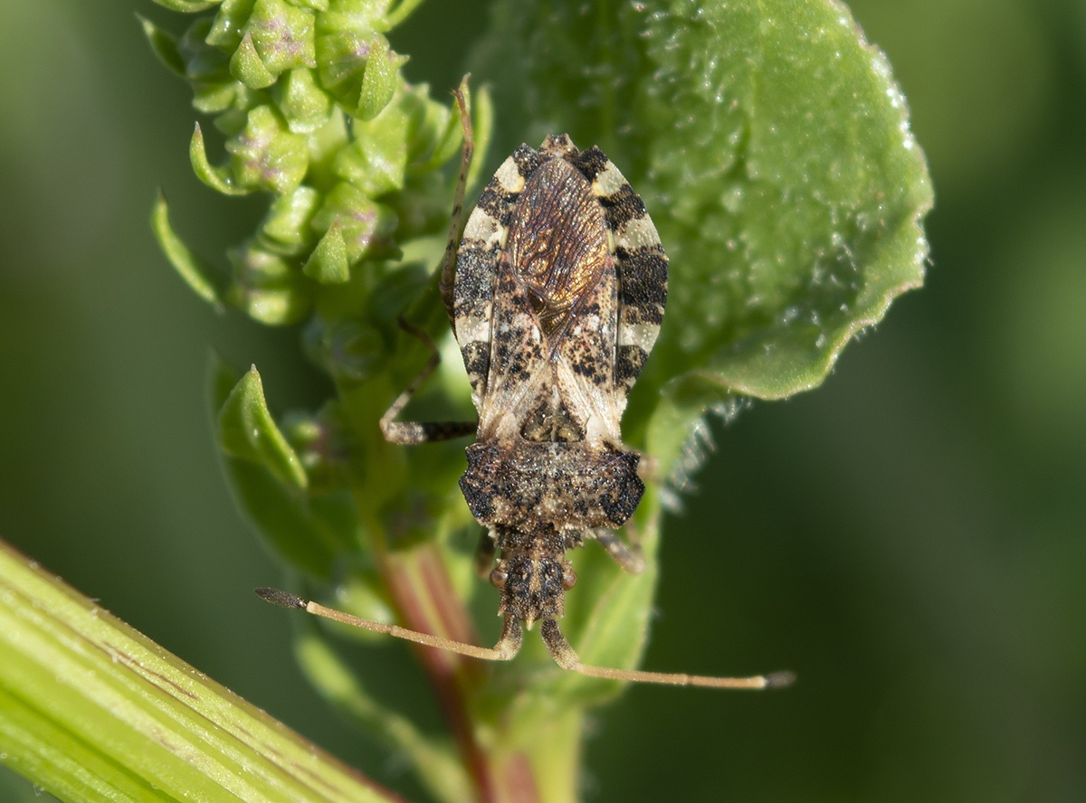 Centrocoris