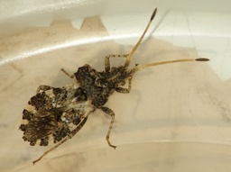 Centrocoris
