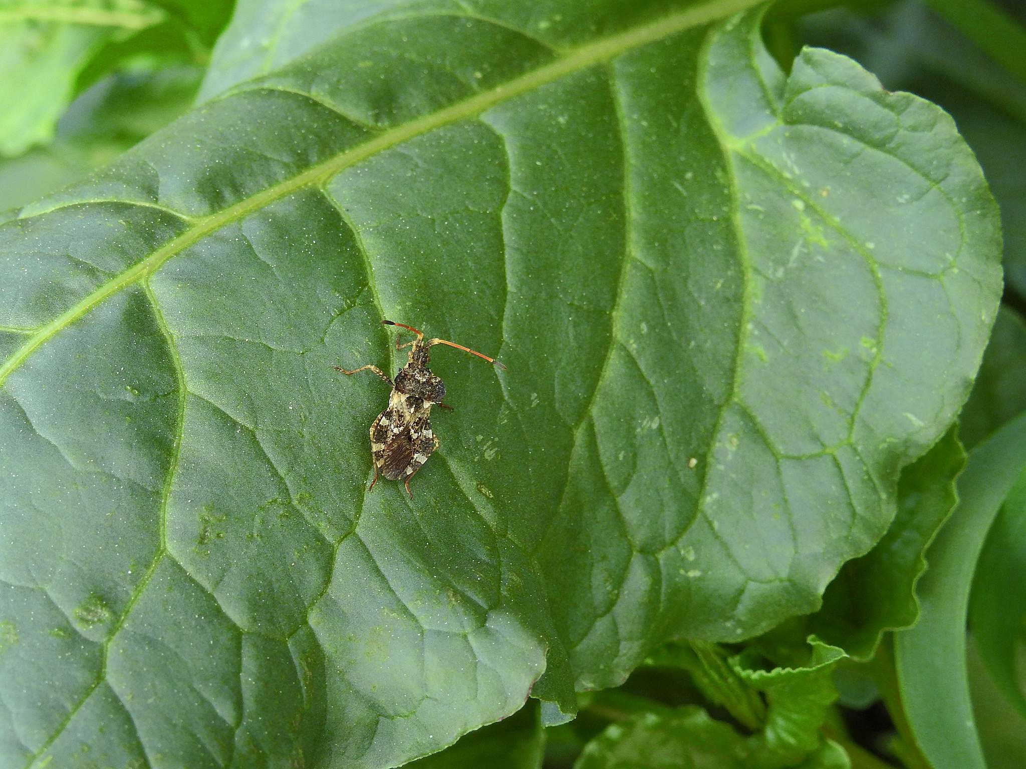 Centrocoris