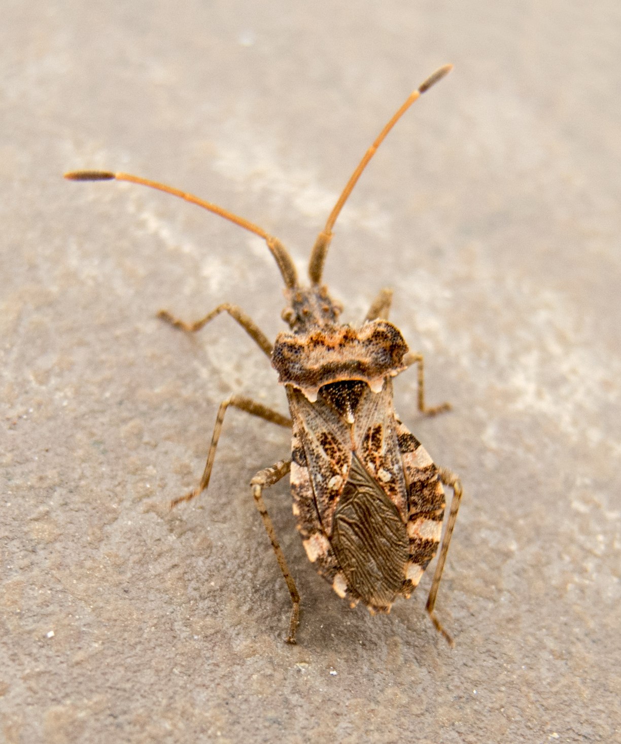 Centrocoris