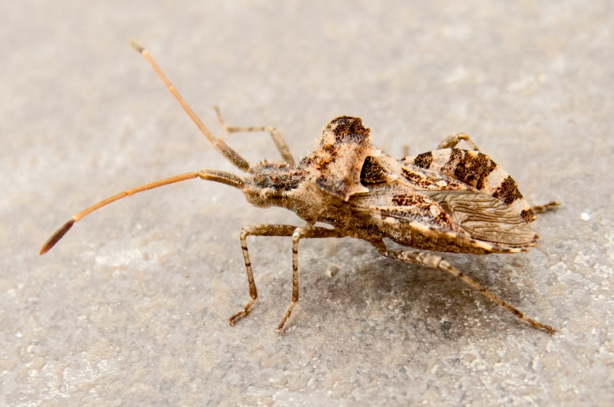 Centrocoris