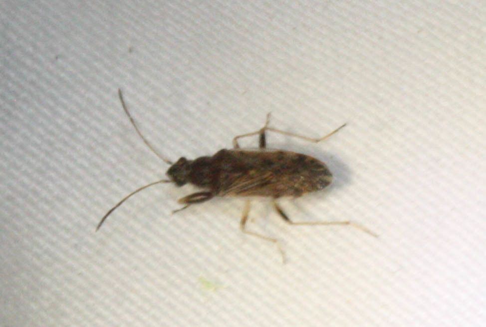 Horridipamera inconspicua