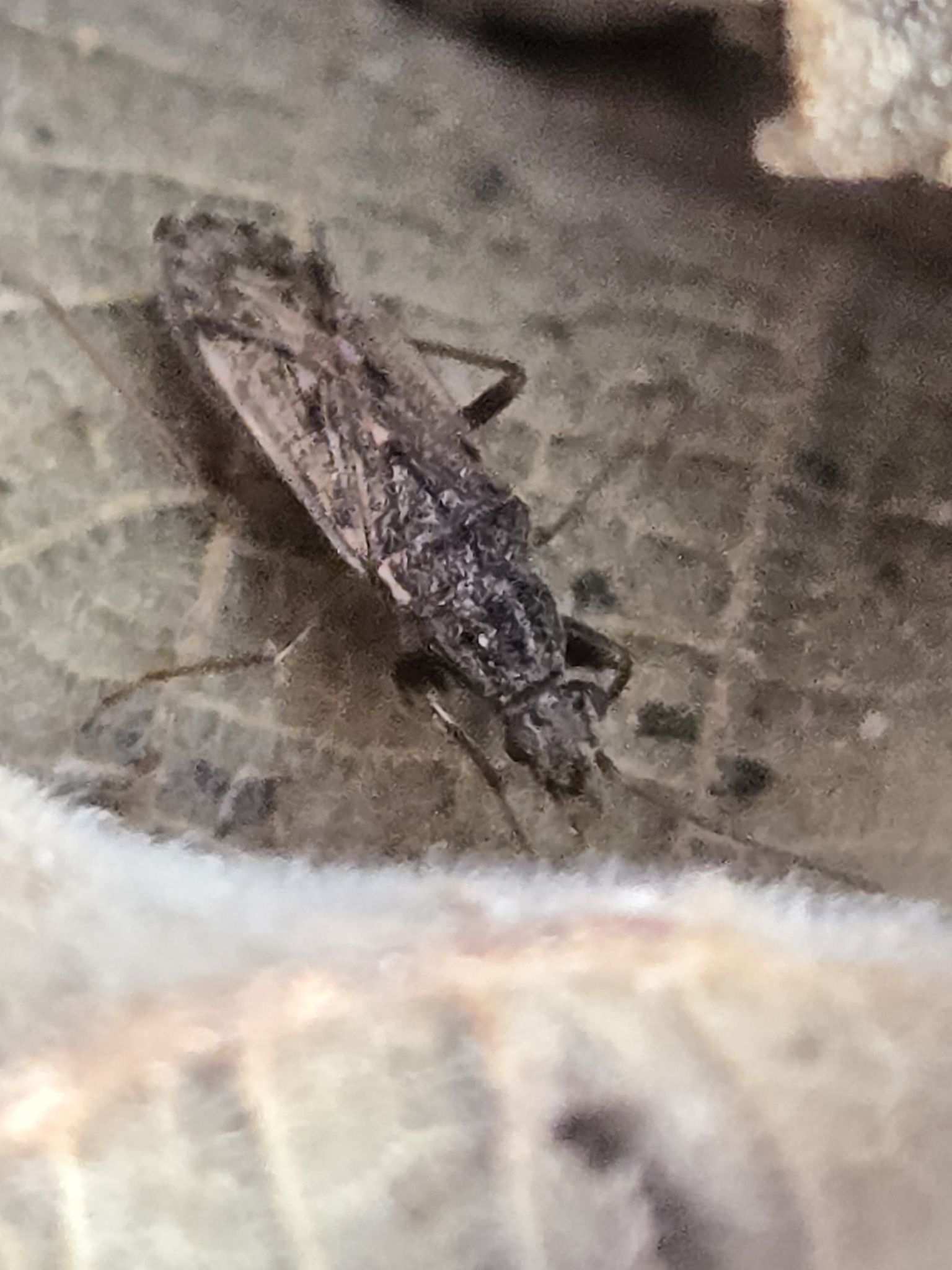 Horridipamera inconspicua