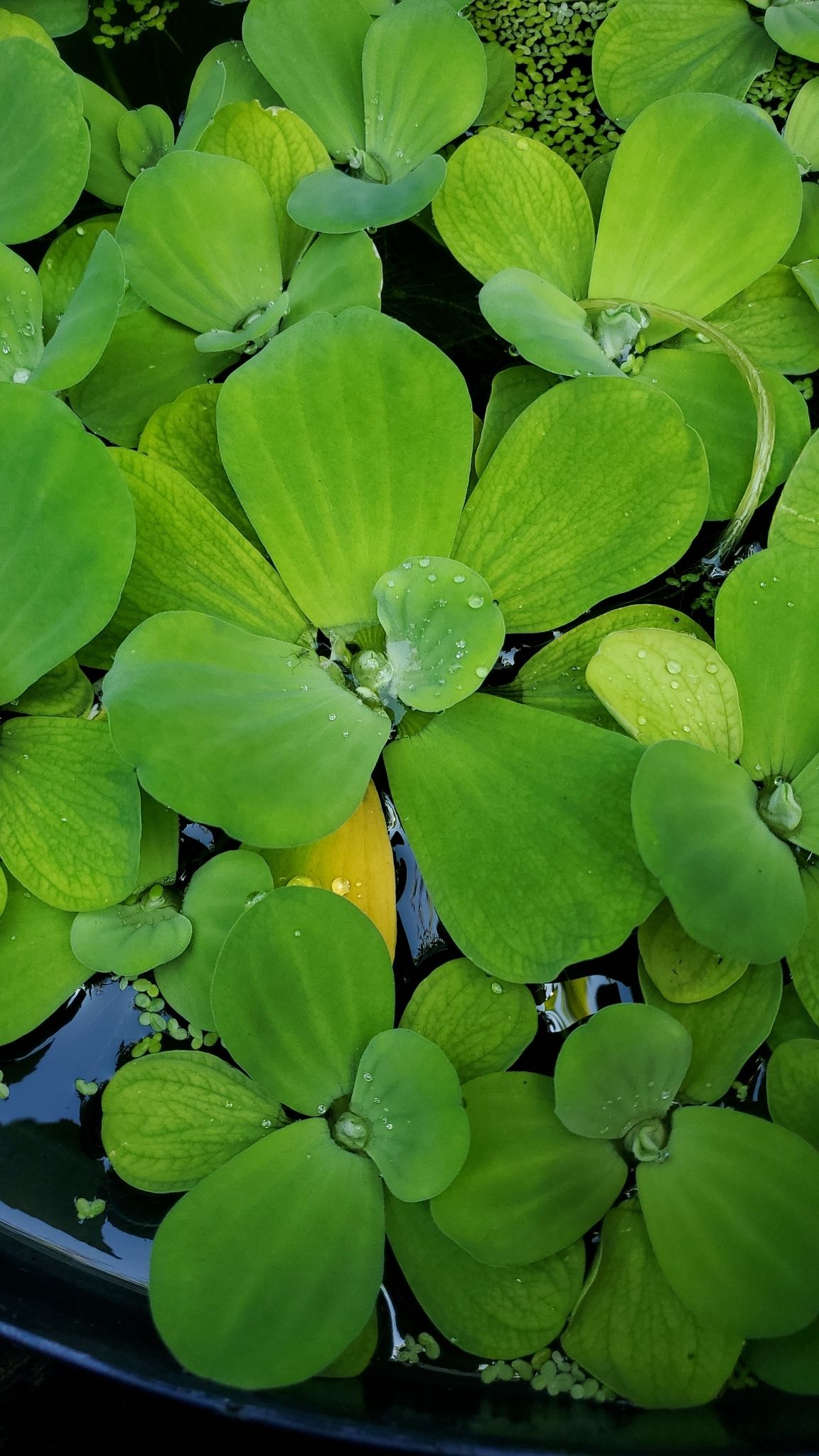 Pistia stratiotes