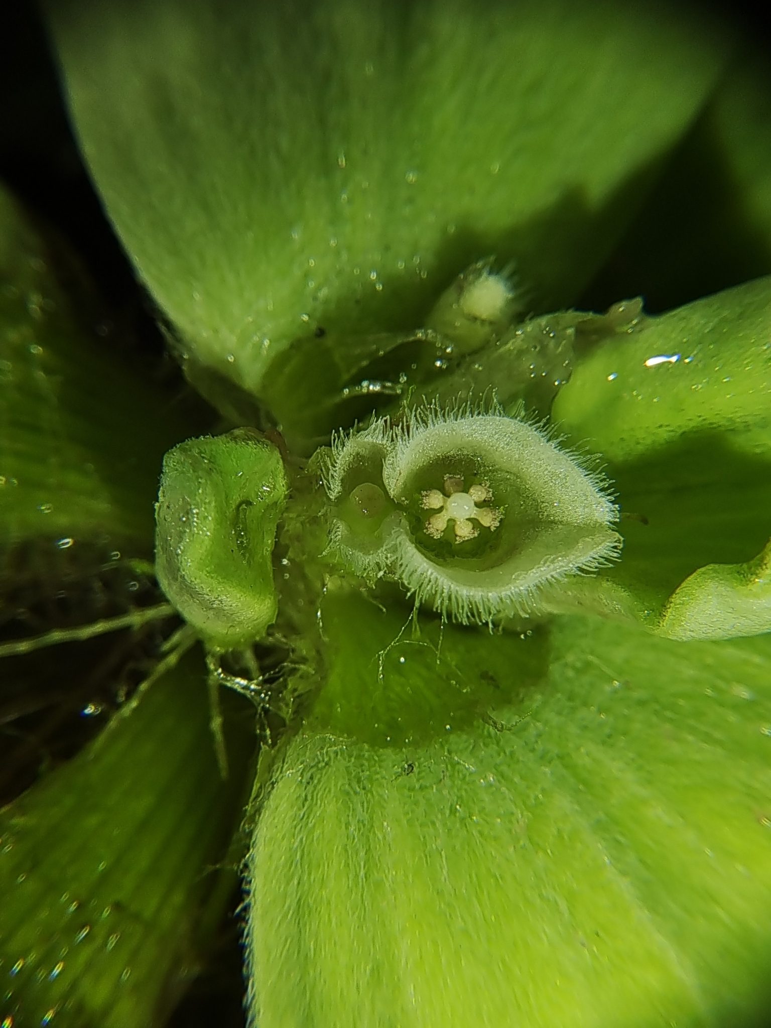 Pistia stratiotes