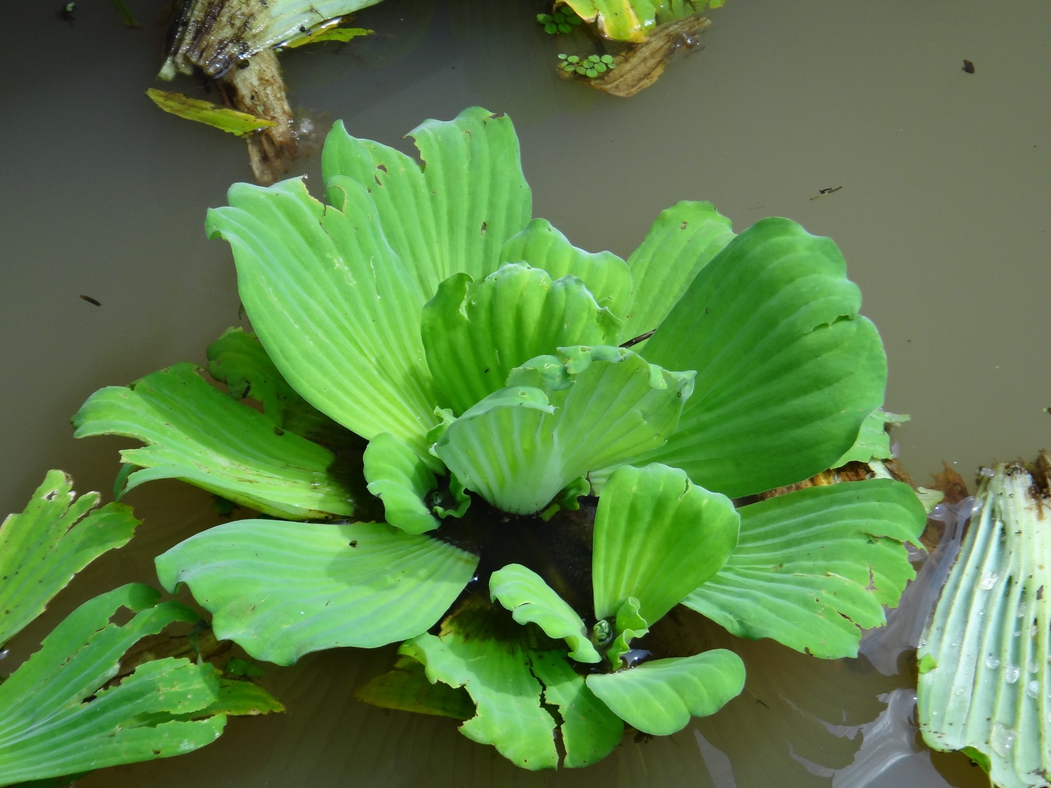 Pistia stratiotes