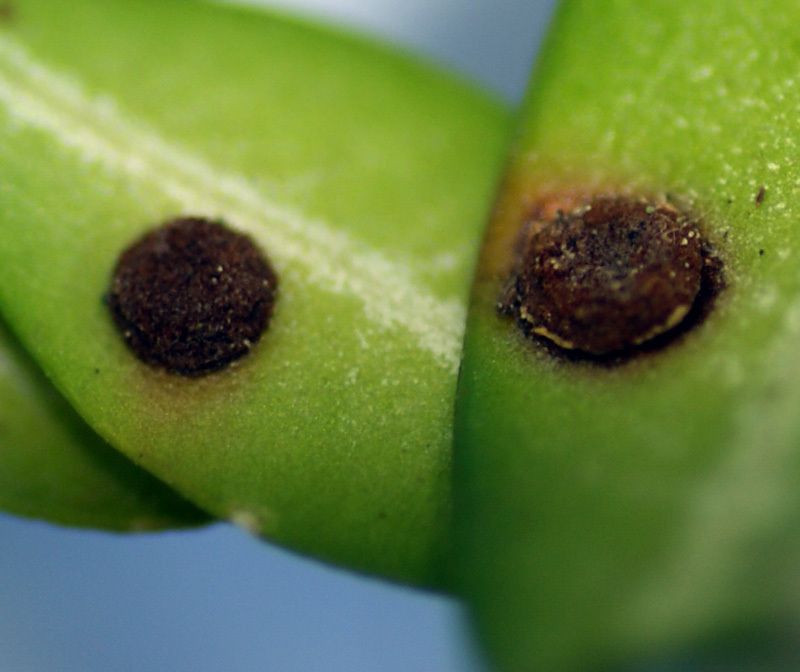 Puccinia buxi