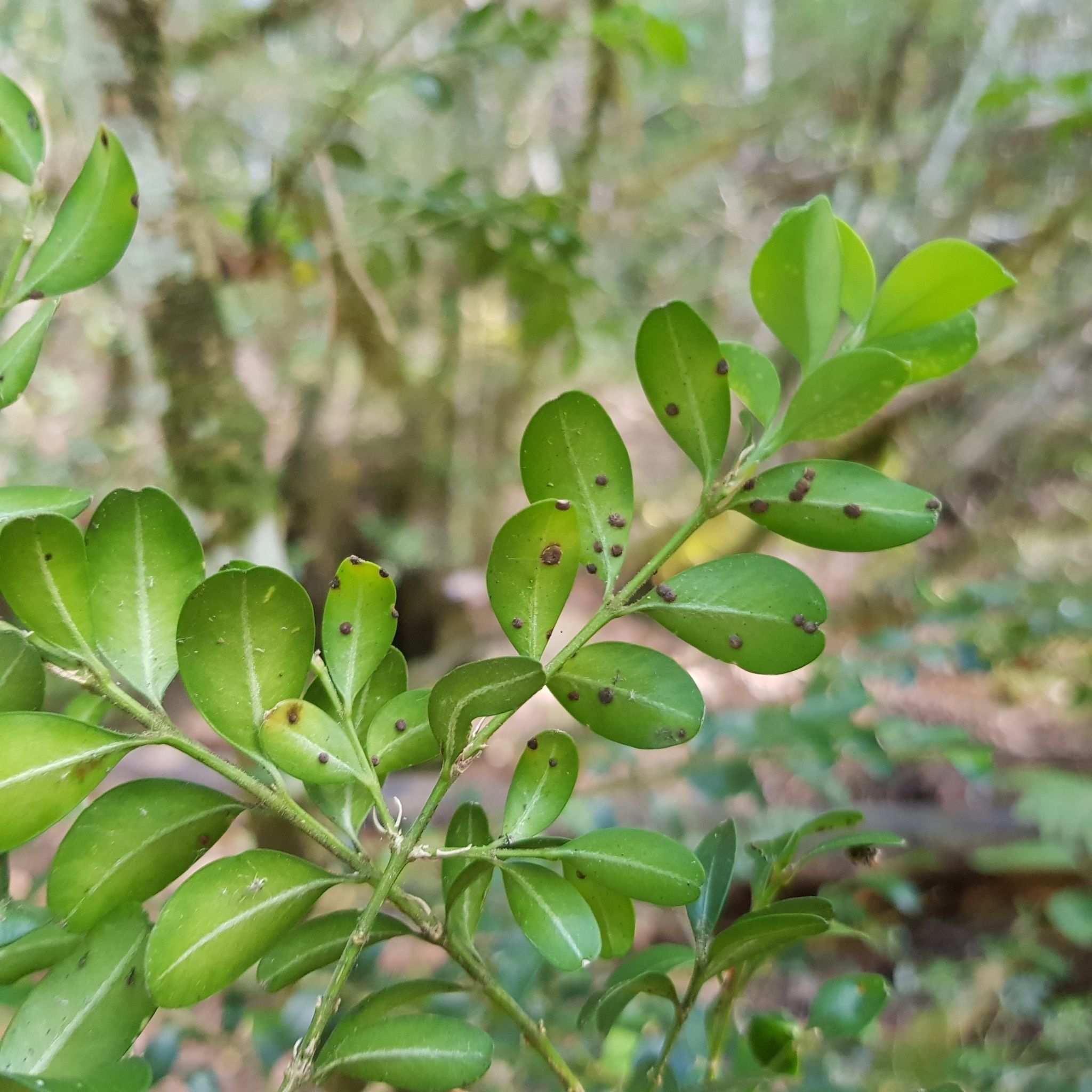 Puccinia buxi