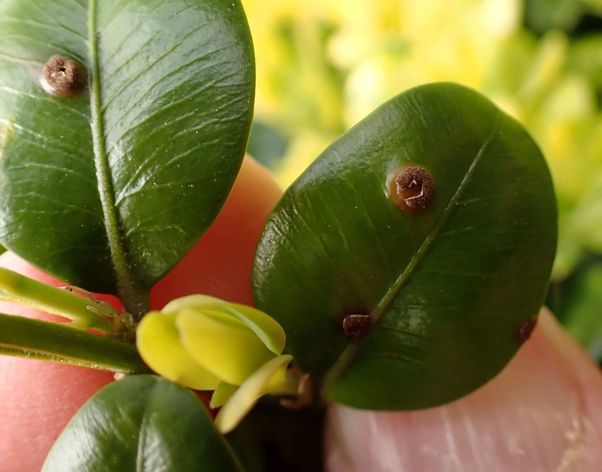 Puccinia buxi