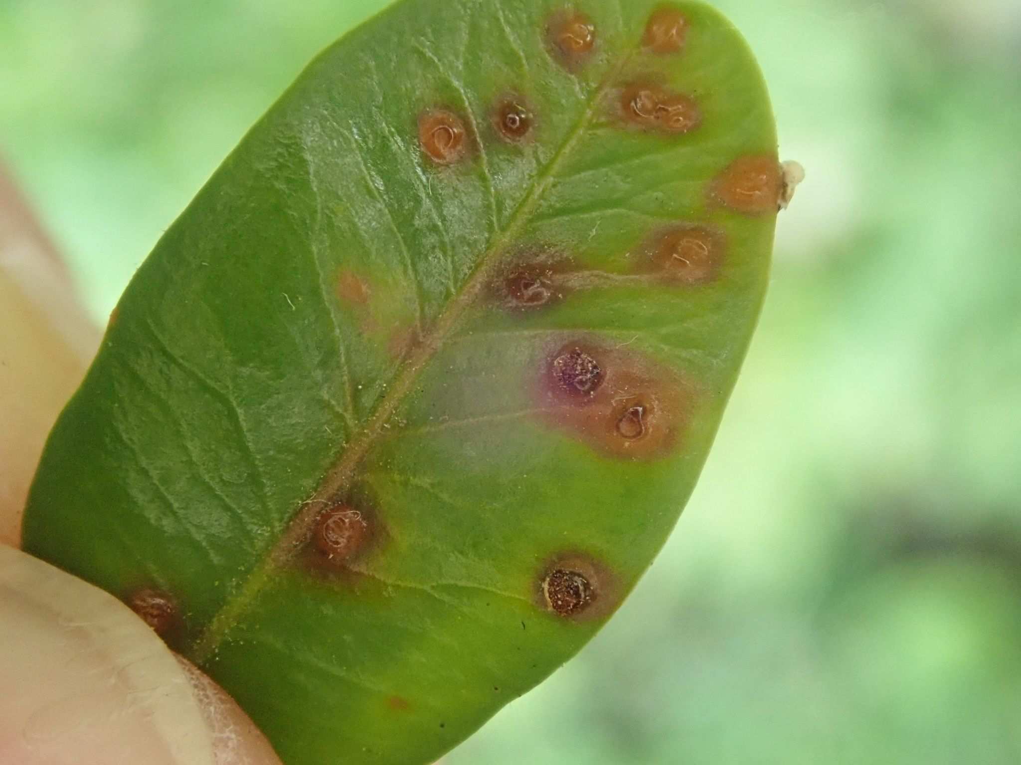 Puccinia buxi
