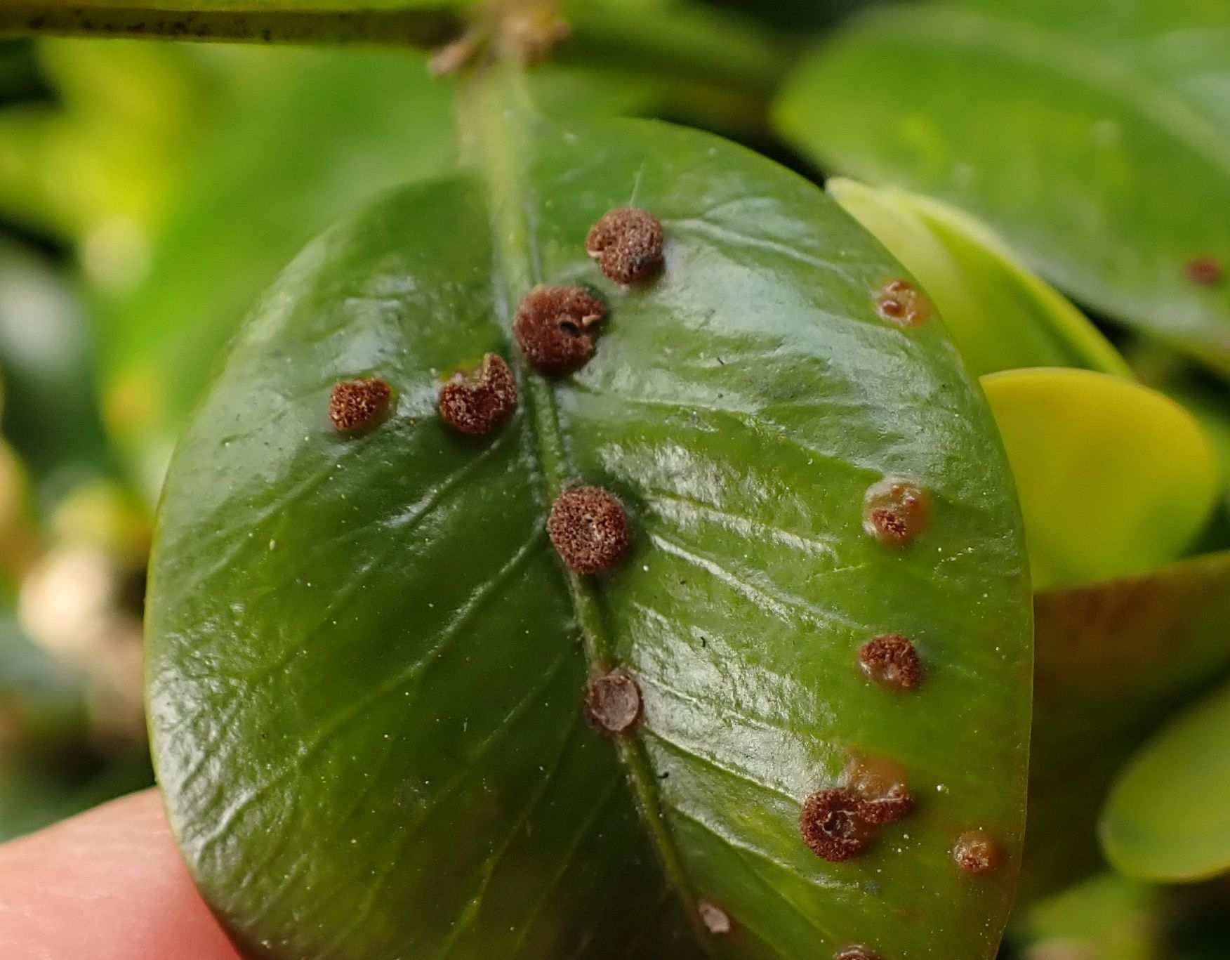 Puccinia buxi