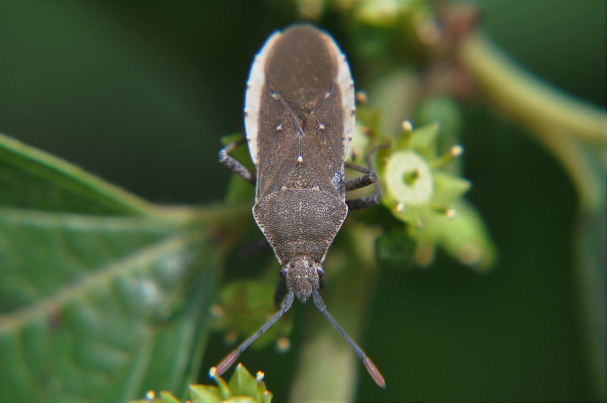 Catorhintha