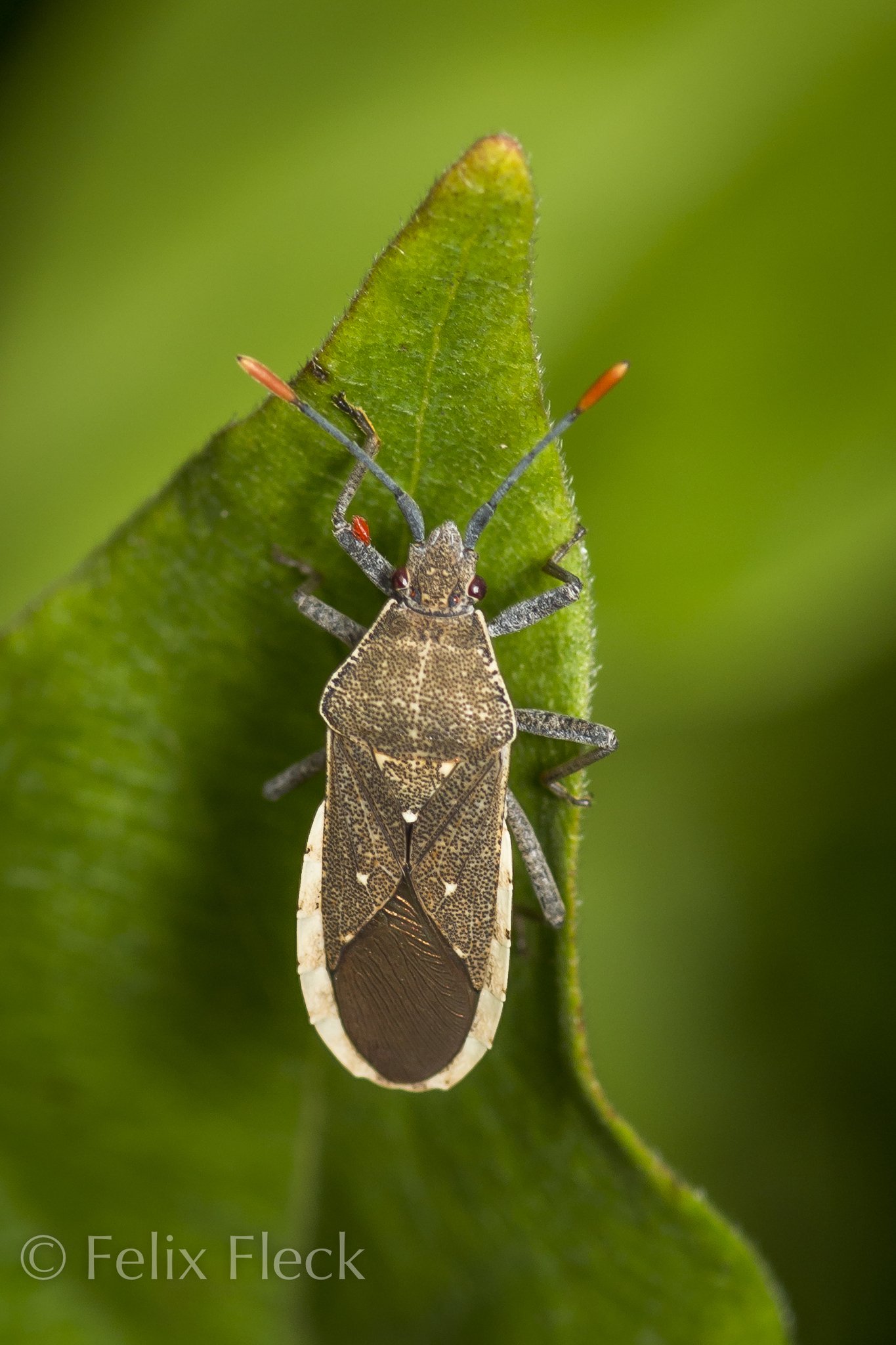 Catorhintha