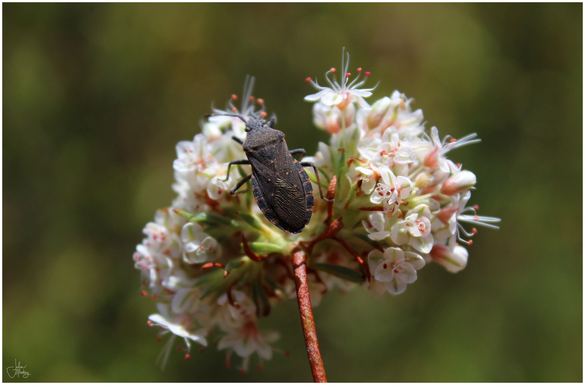 Catorhintha