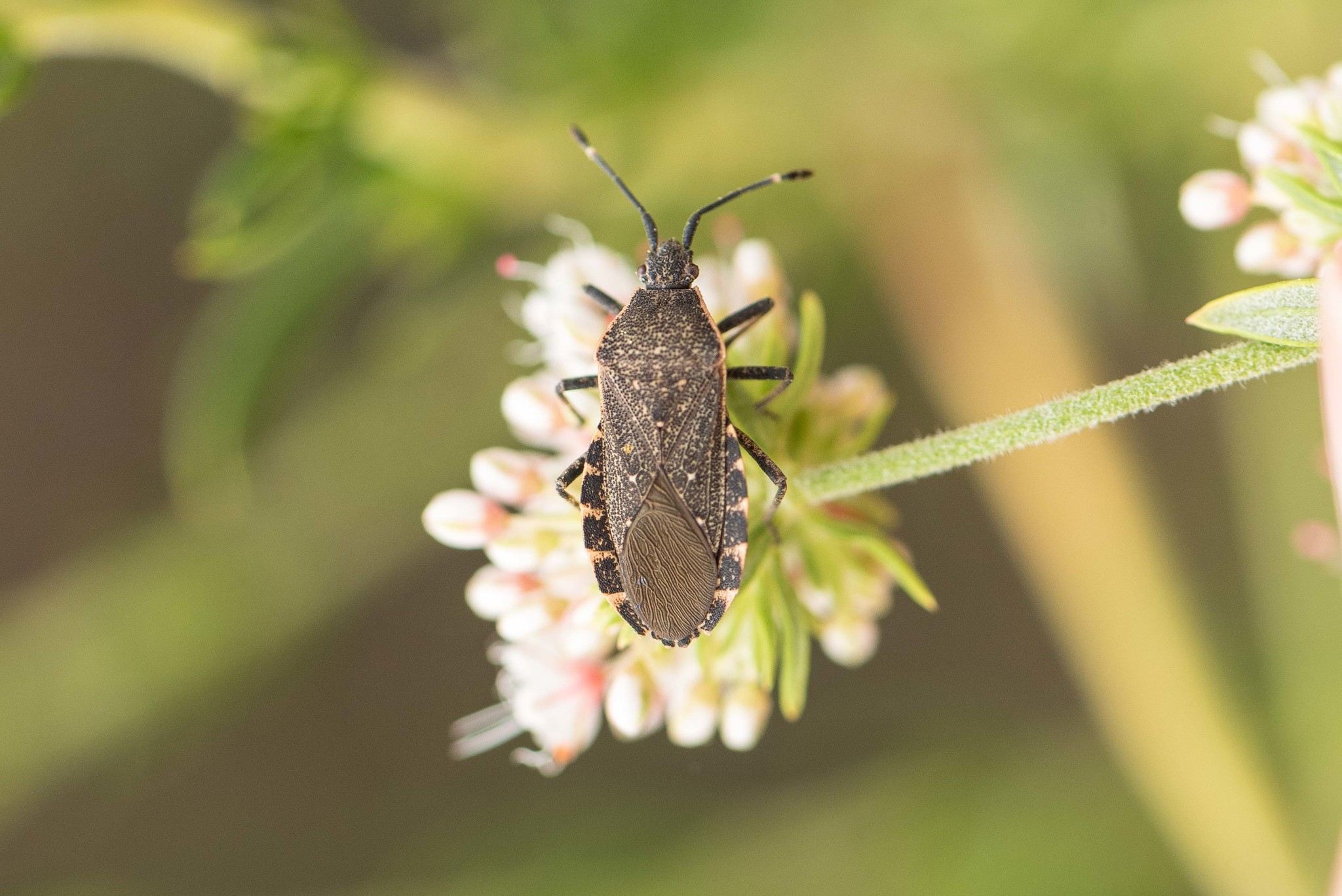 Catorhintha