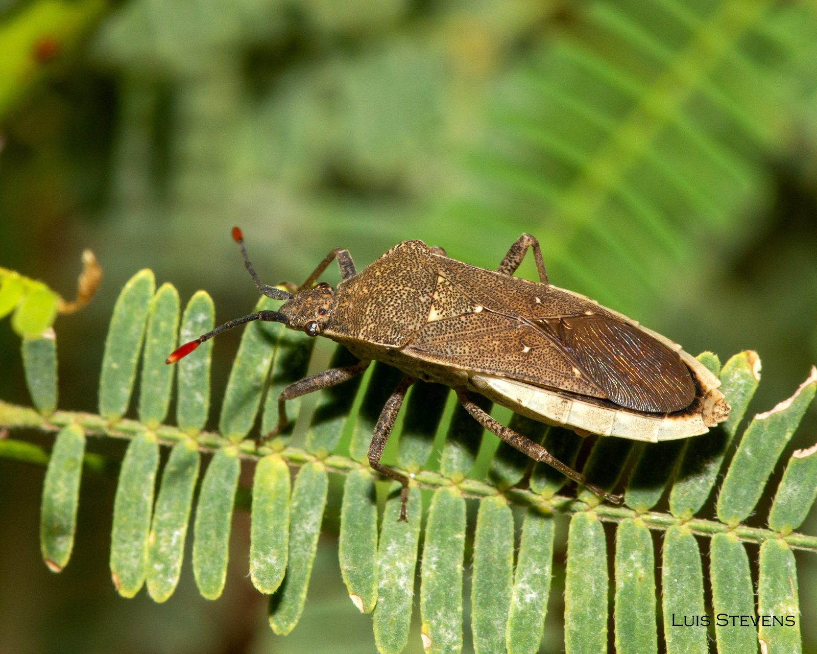Catorhintha