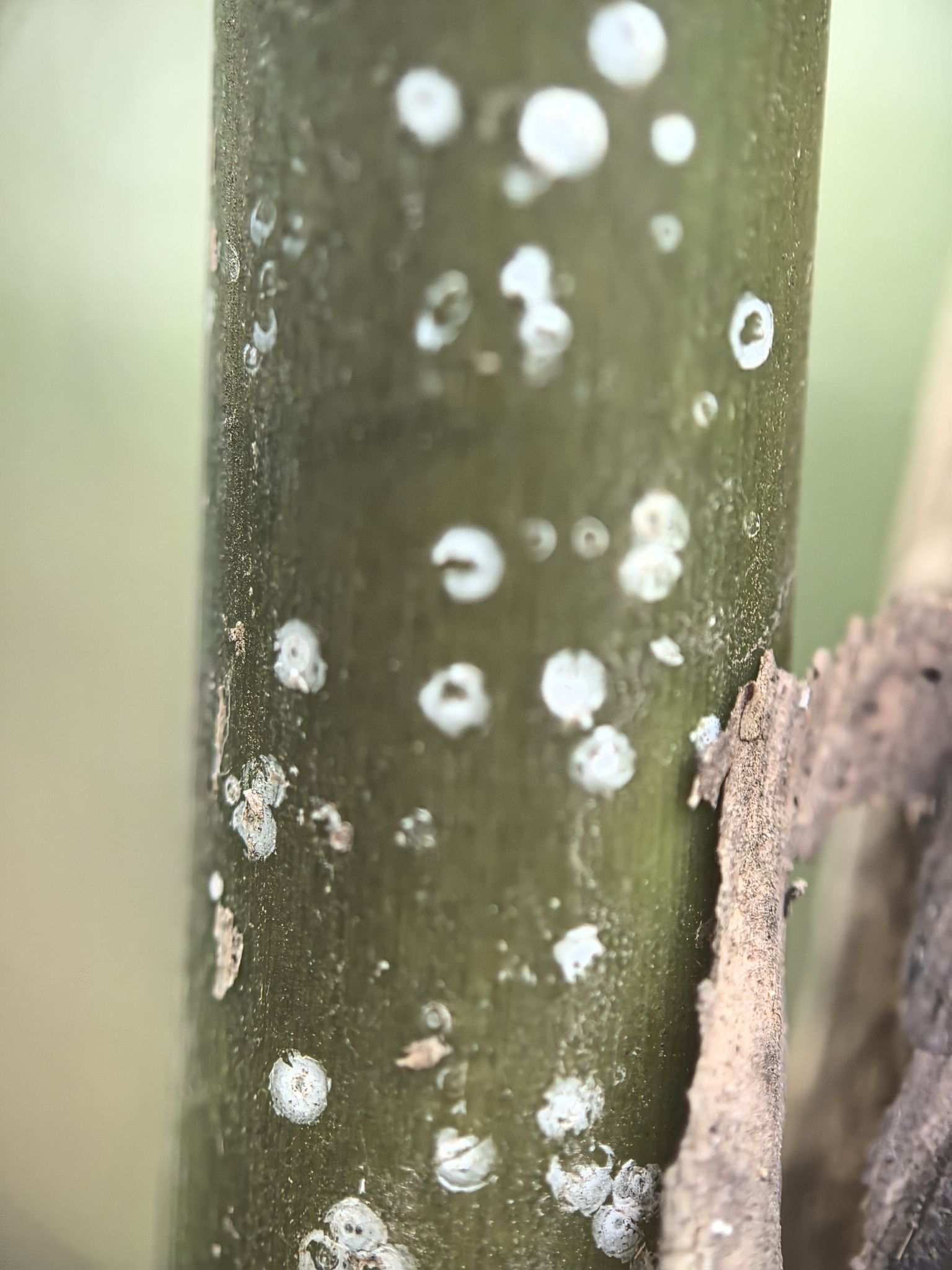 Odonaspis secreta