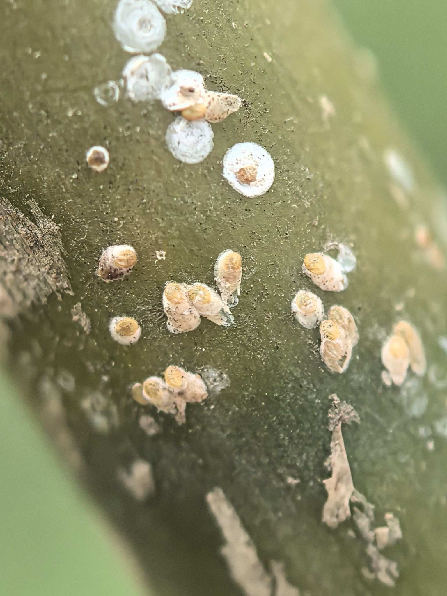 Odonaspis secreta