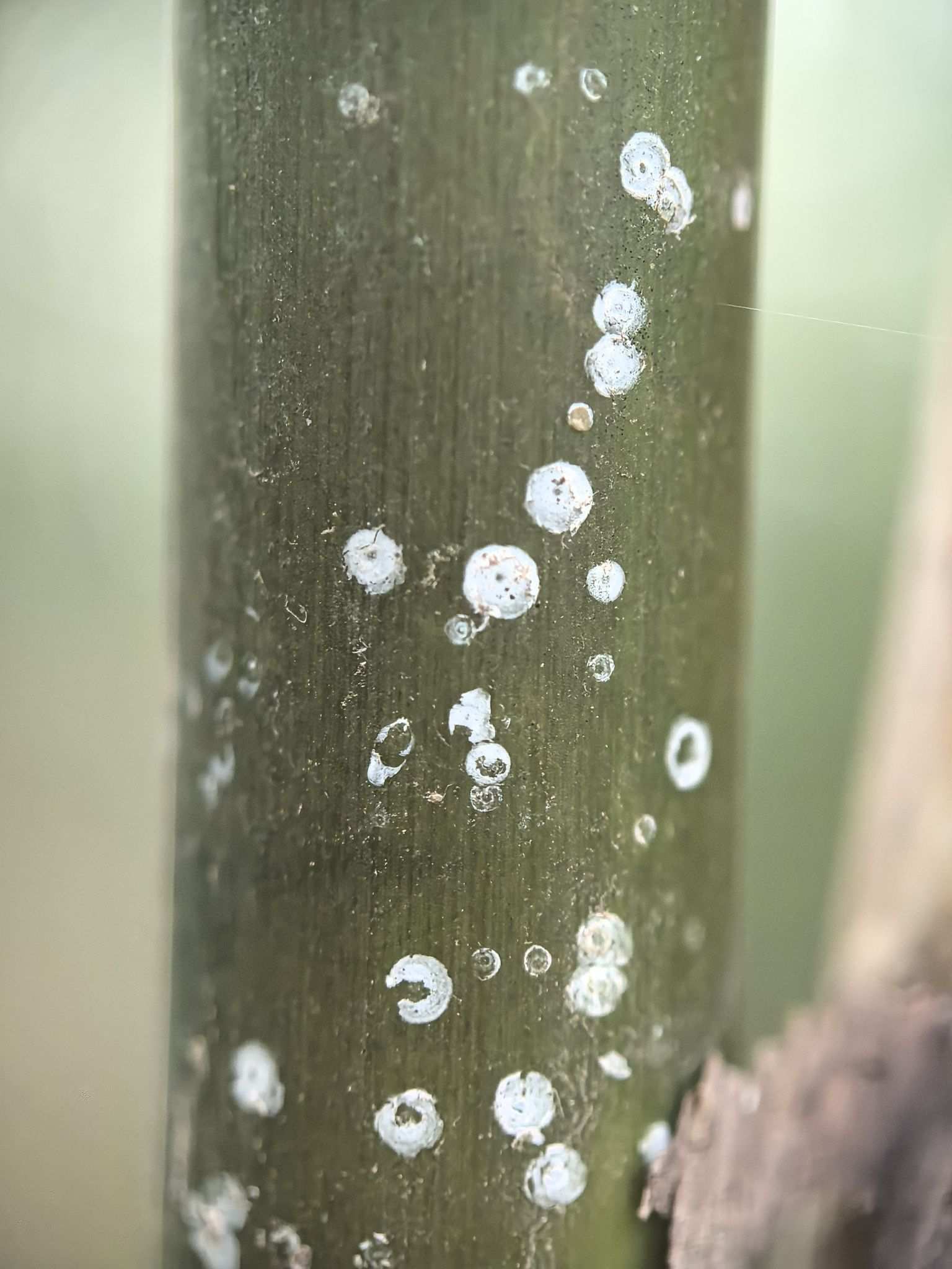 Odonaspis secreta
