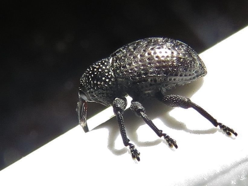 Chalcodermus