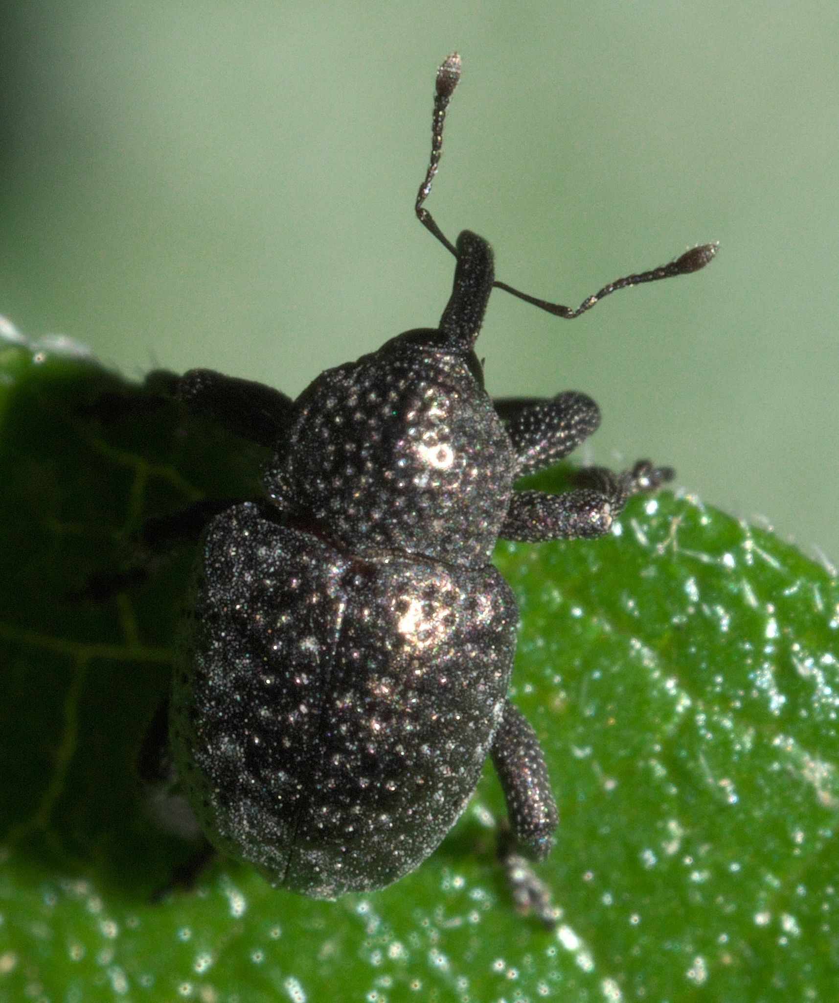 Chalcodermus
