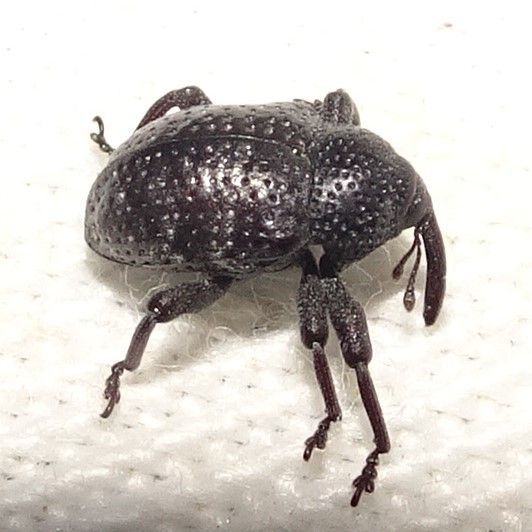 Chalcodermus
