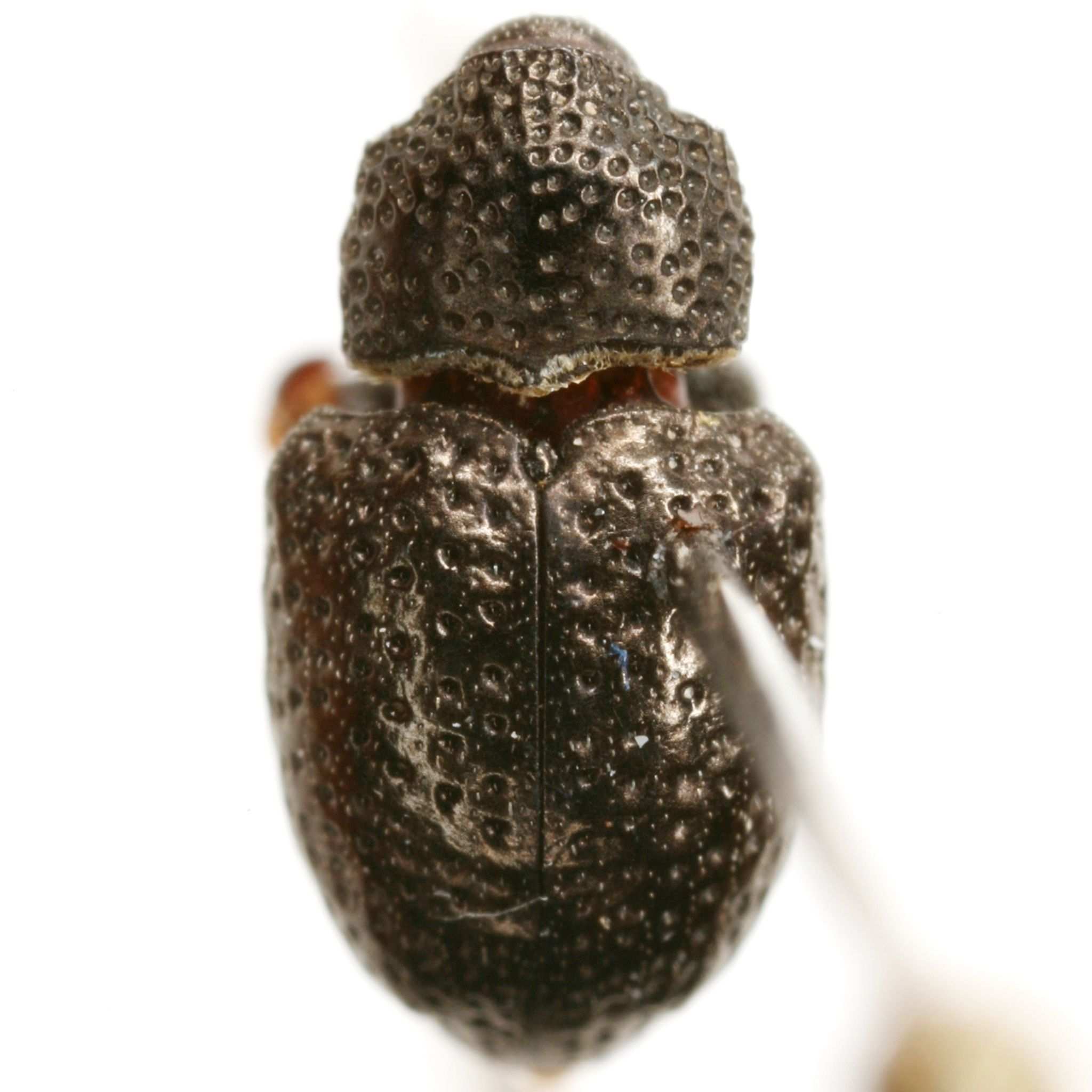 Chalcodermus