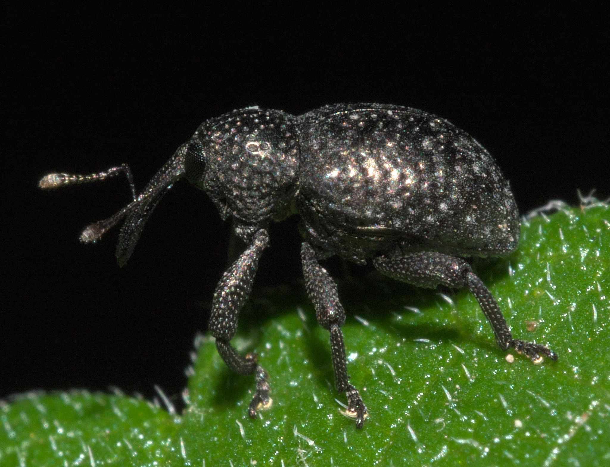 Chalcodermus