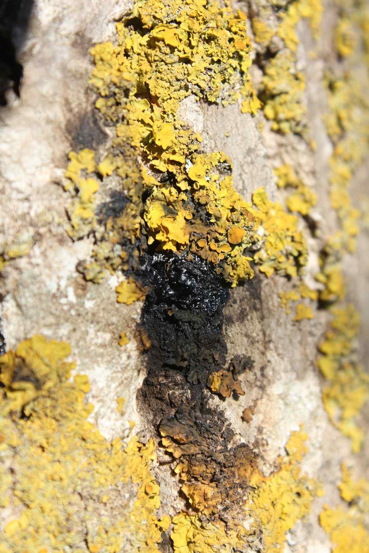 Brenneria nigrifluens