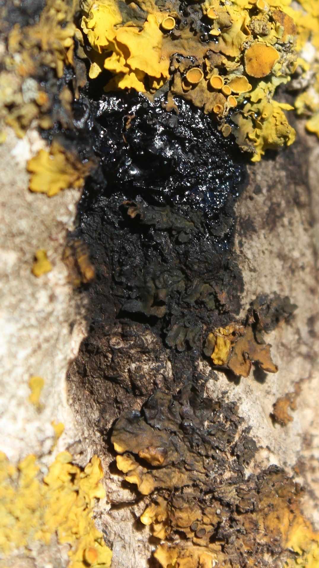 Brenneria nigrifluens