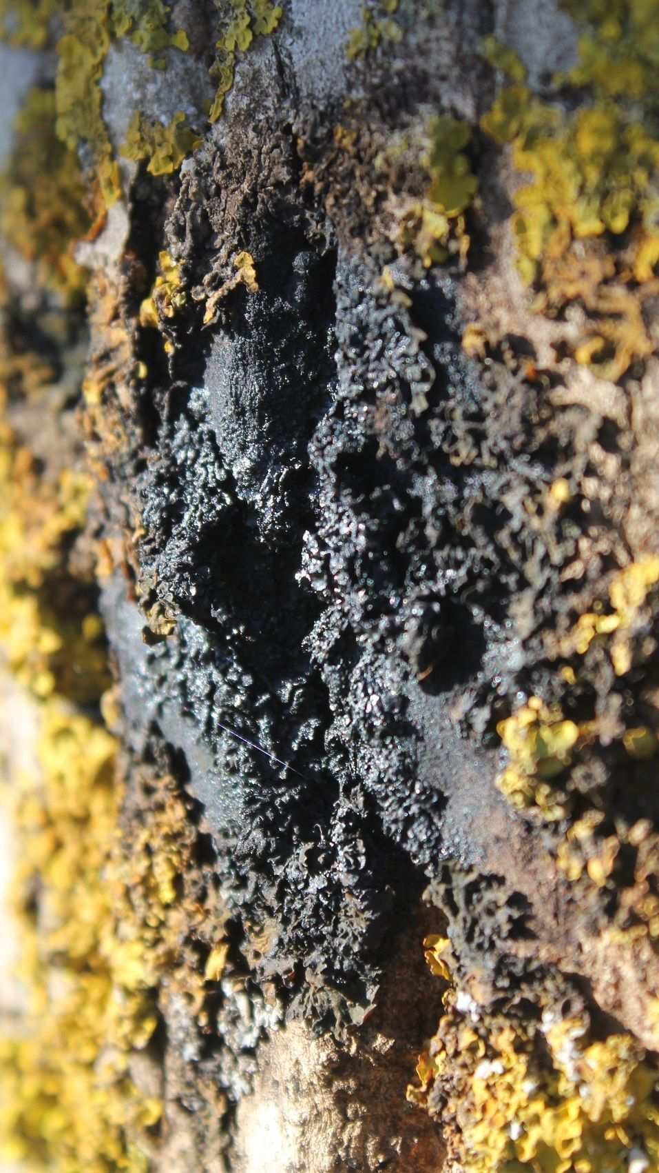 Brenneria nigrifluens