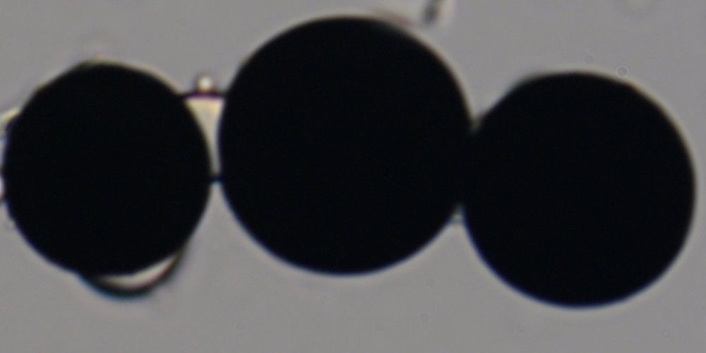 Nigrospora sphaerica