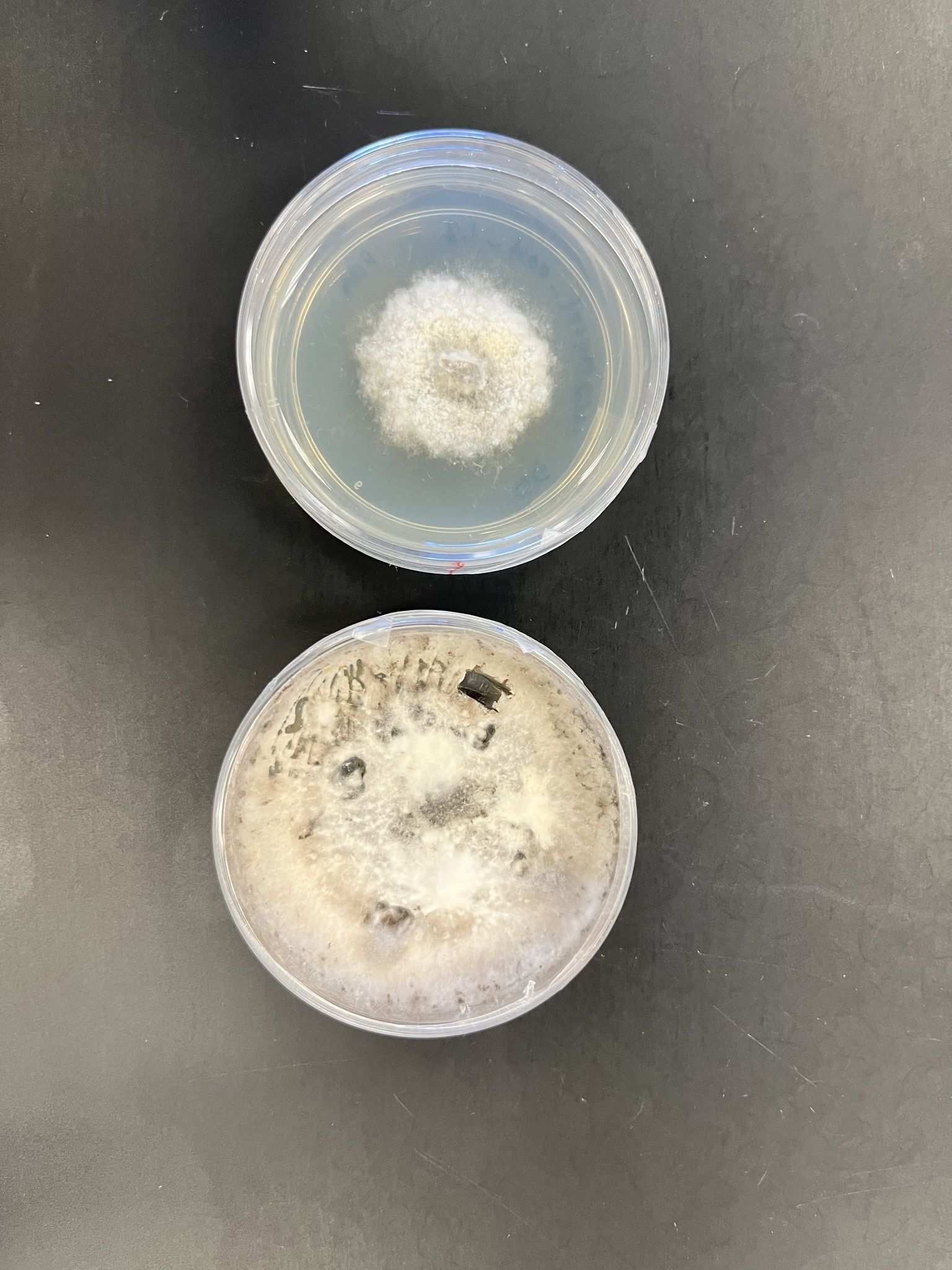 Nigrospora sphaerica