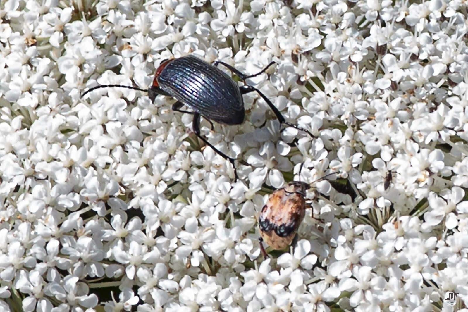 Megabruchidius tonkineus