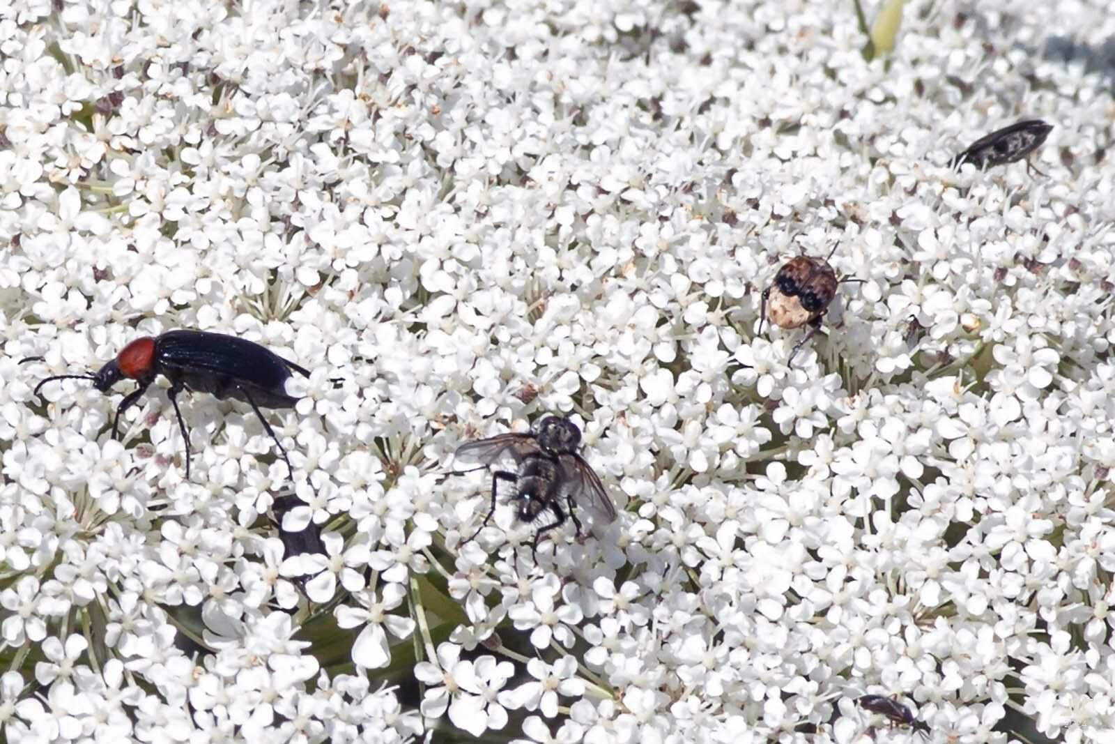 Megabruchidius tonkineus